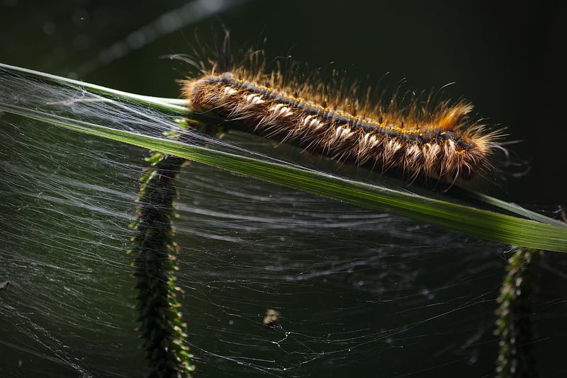 Caterpillar